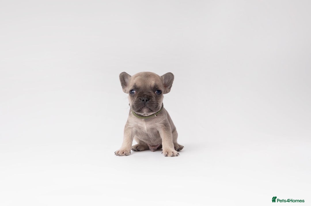 French Bulldog dogs for sale: French Bulldogs  - Image 3