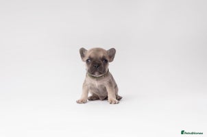 French Bulldog dogs - Advert 16
