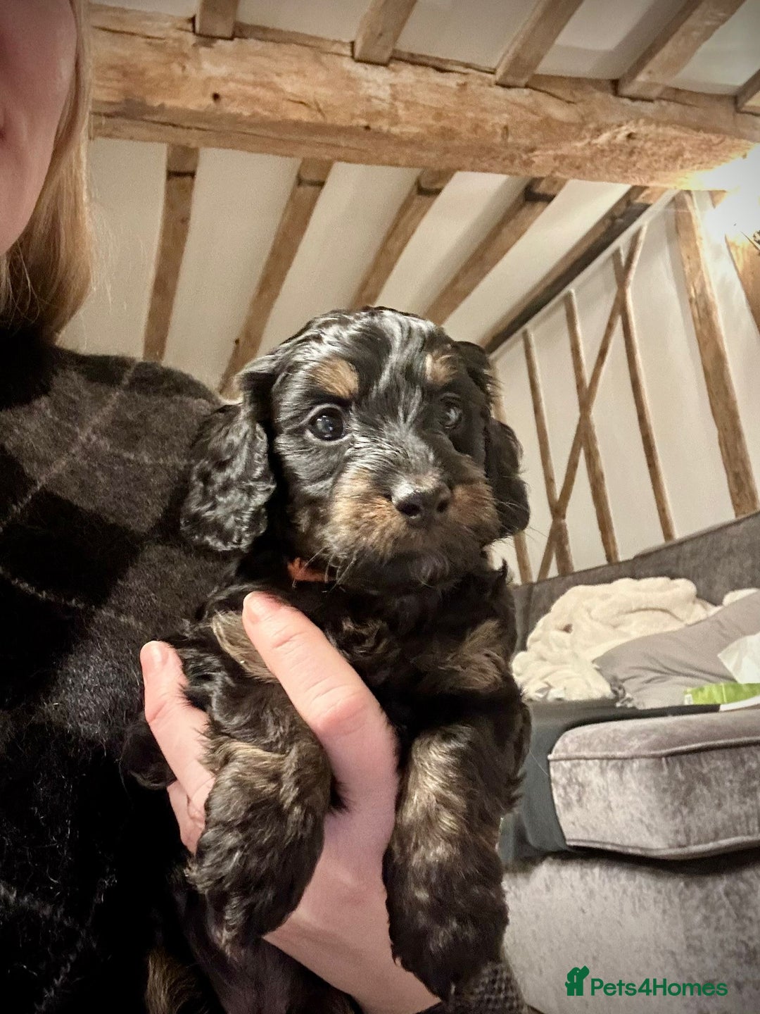 Cockapoo dogs for sale:  READY NOW!! 💙🐶💙2 boys Amazing F1b Cockapoos  - Advert 12
