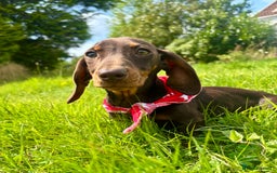 Miniature Dachshund dogs for sale: BEAUTIFUL KC REG & PRA CLEAR MINIS - 0% inbreeding - Image 17