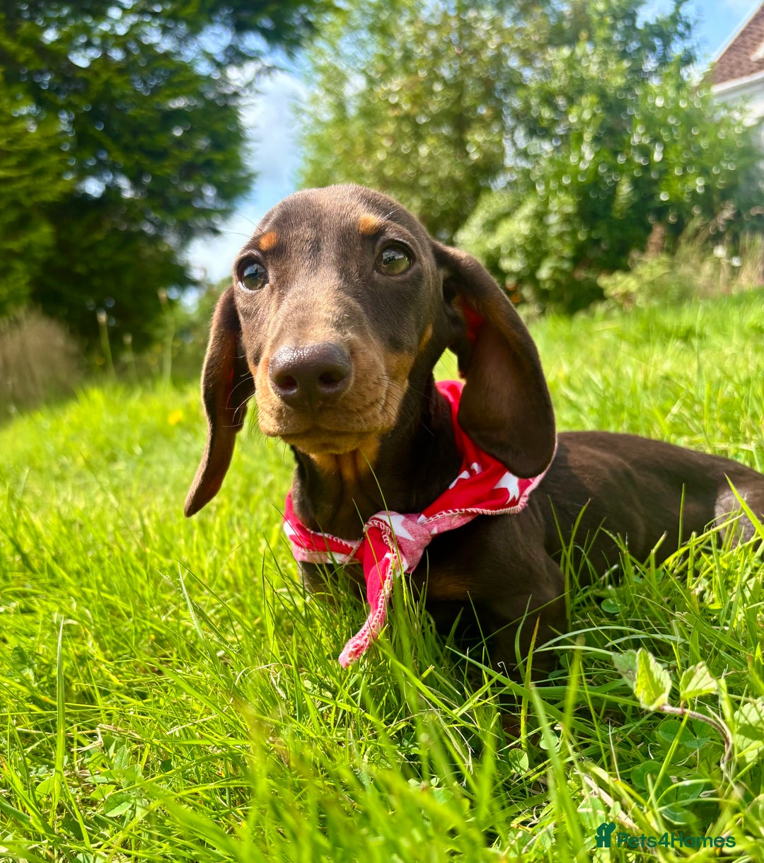 Miniature Dachshund dogs for sale: BEAUTIFUL KC REG & PRA CLEAR MINIS - 0% inbreeding - Image 17