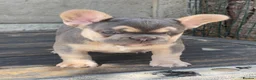 French Bulldog dogs for sale: Quality French Bulldog Puppies  - Advert 5