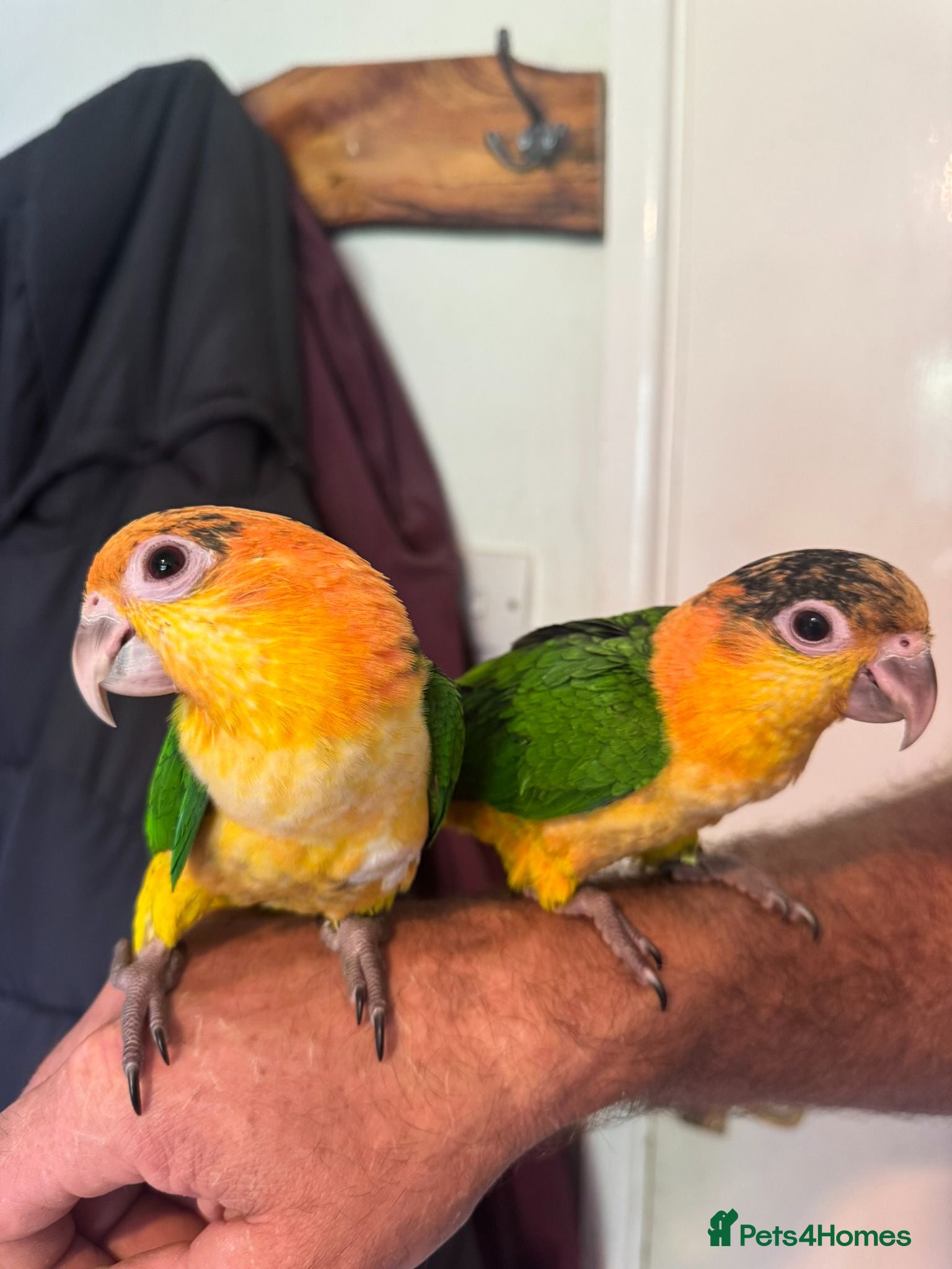 Parrots birds Baby black headed and yellow thighed caiques  - Advert 2