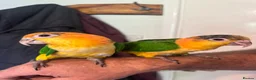 Parrots birds for sale: Baby black headed and yellow thighed caiques  - Advert 2