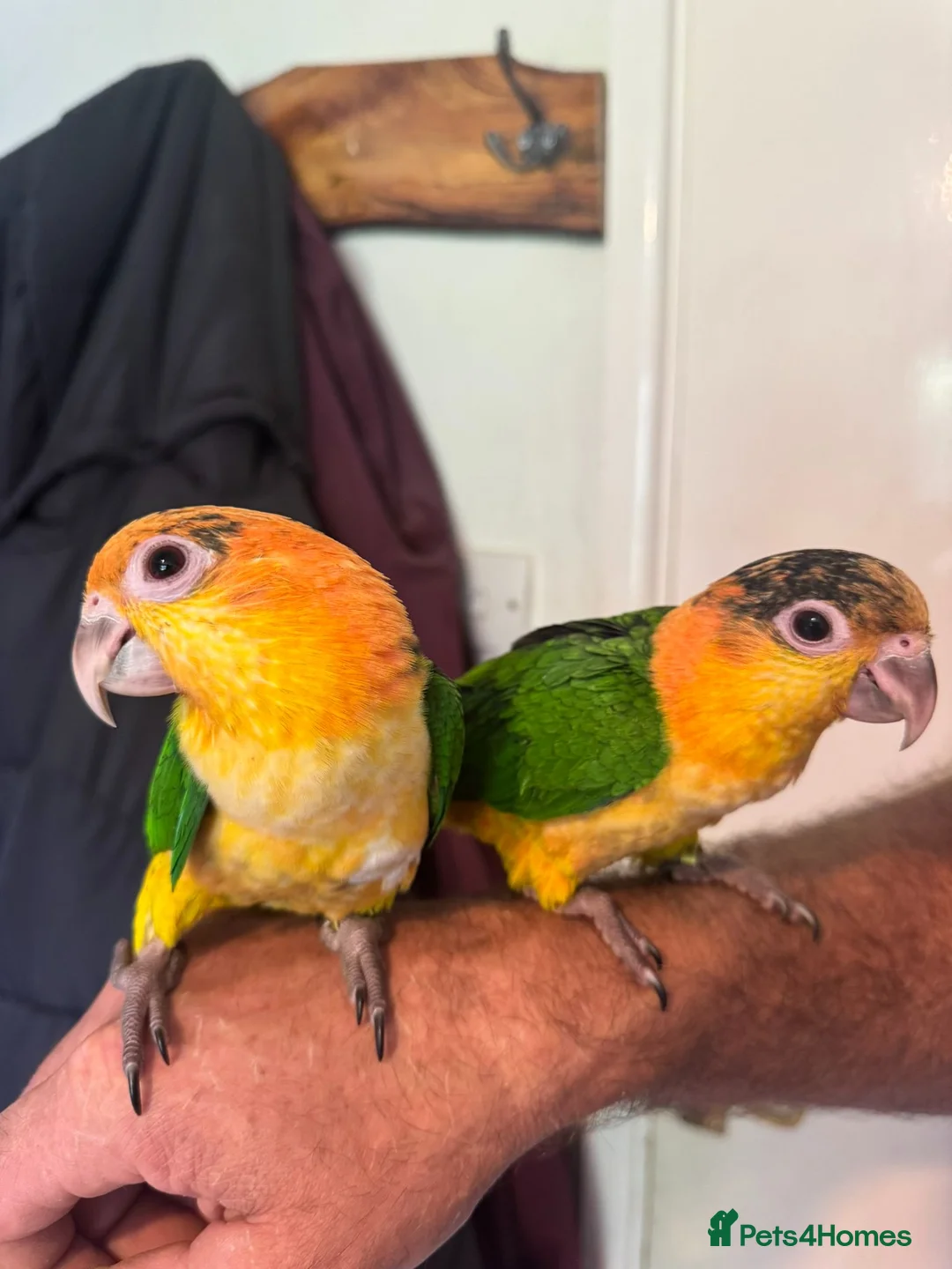 Parrots birds for sale: Baby black headed and yellow thighed caiques  - Advert 2
