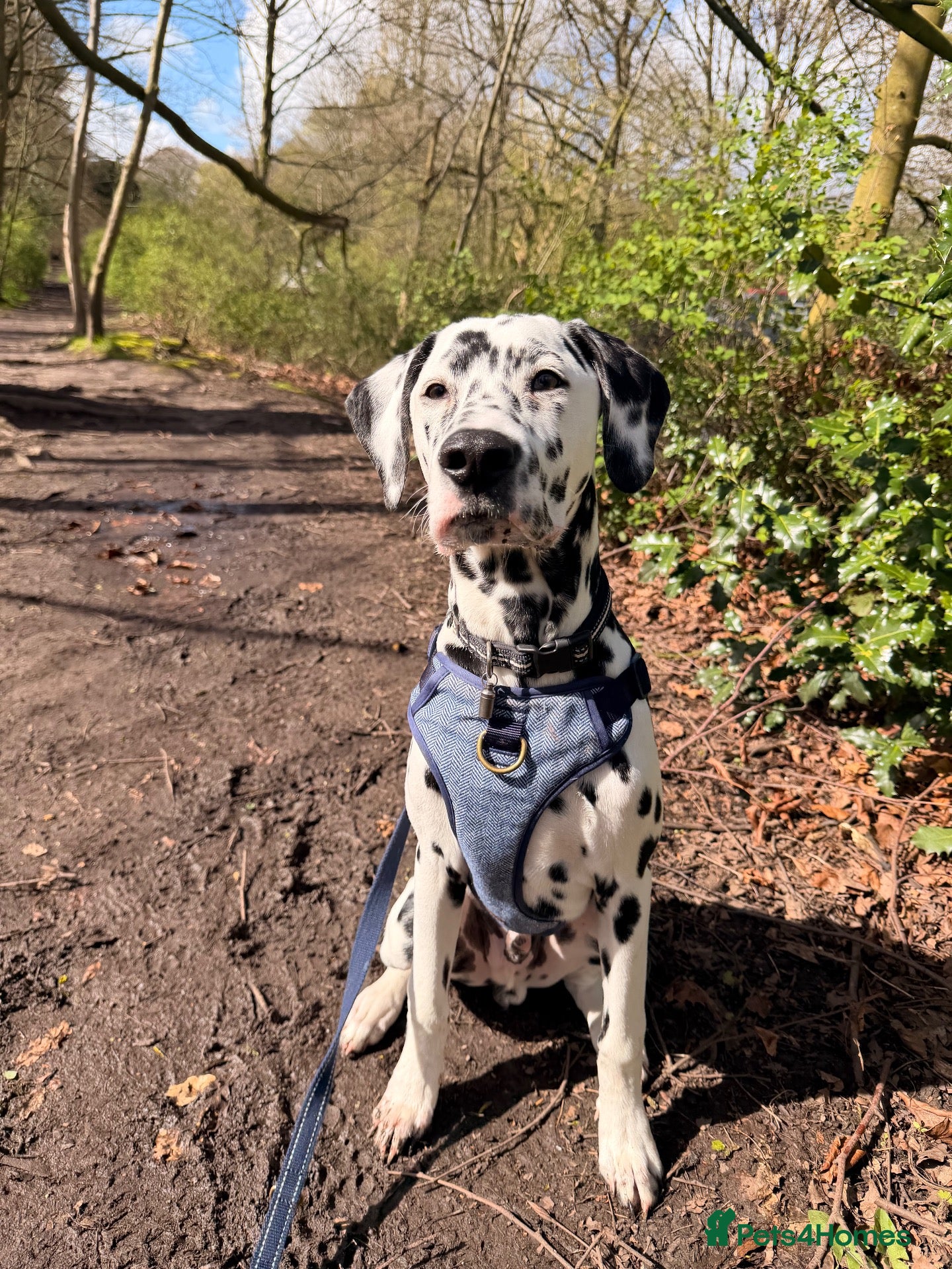 Dalmatian dogs Goose| 11month old Dalmatian  - Advert 5