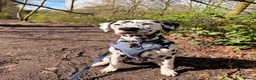Dalmatian dogs for sale: Goose| 11month old Dalmatian  in Warrington - Advert 1