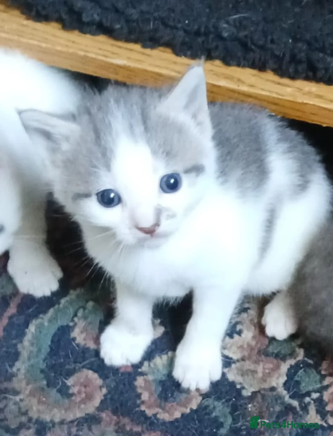 Mixed Breed cats for sale: Adorable kittens  - Advert 2