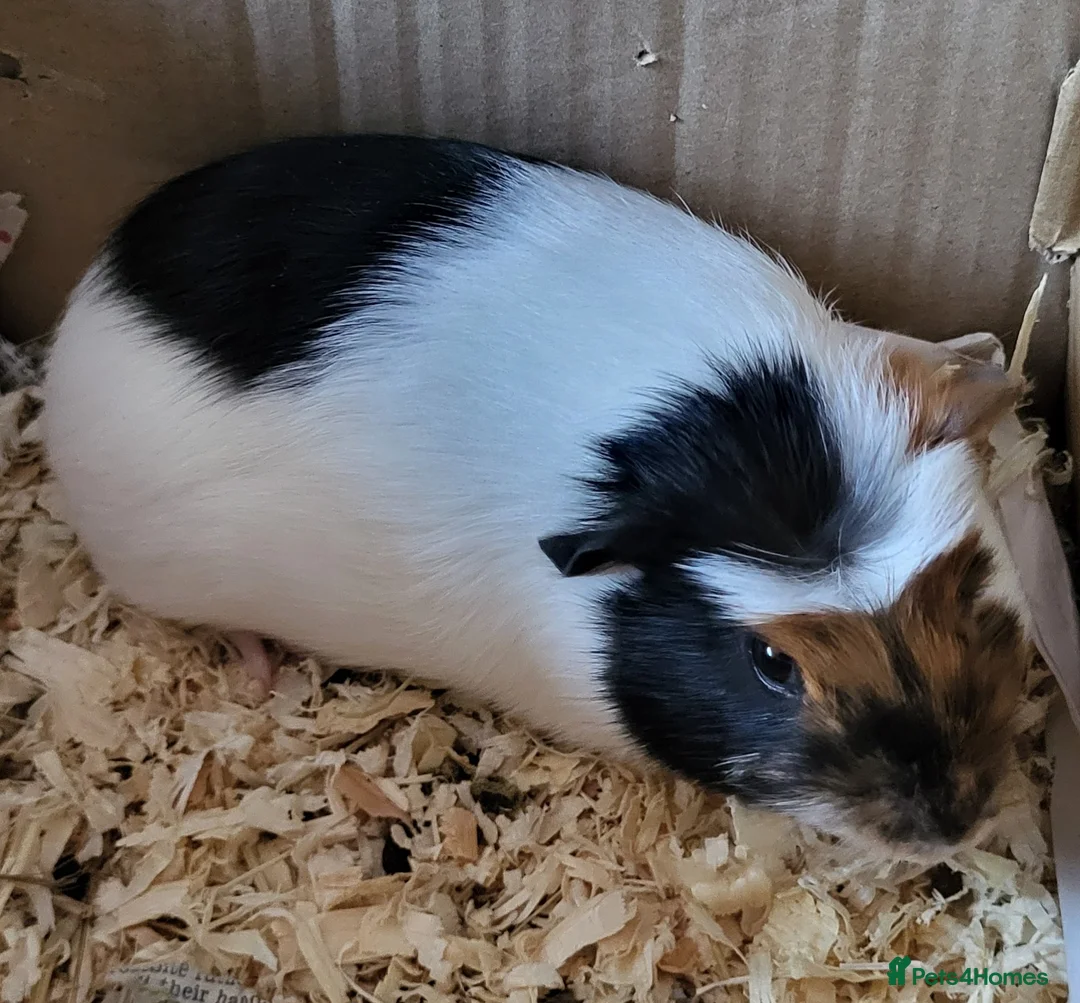 Guinea Pig rodents for sale: Male guinea-pig for sale in Basildon - Advert 1