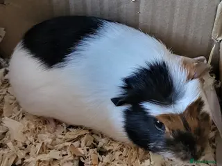 Guinea Pig rodents Male guinea-pig for sale in Basildon - Advert 10