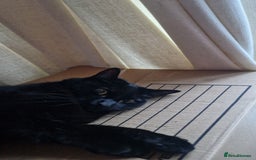 Mixed Breed cats for sale: Beautiful and loving female cat for loving home - Image 1