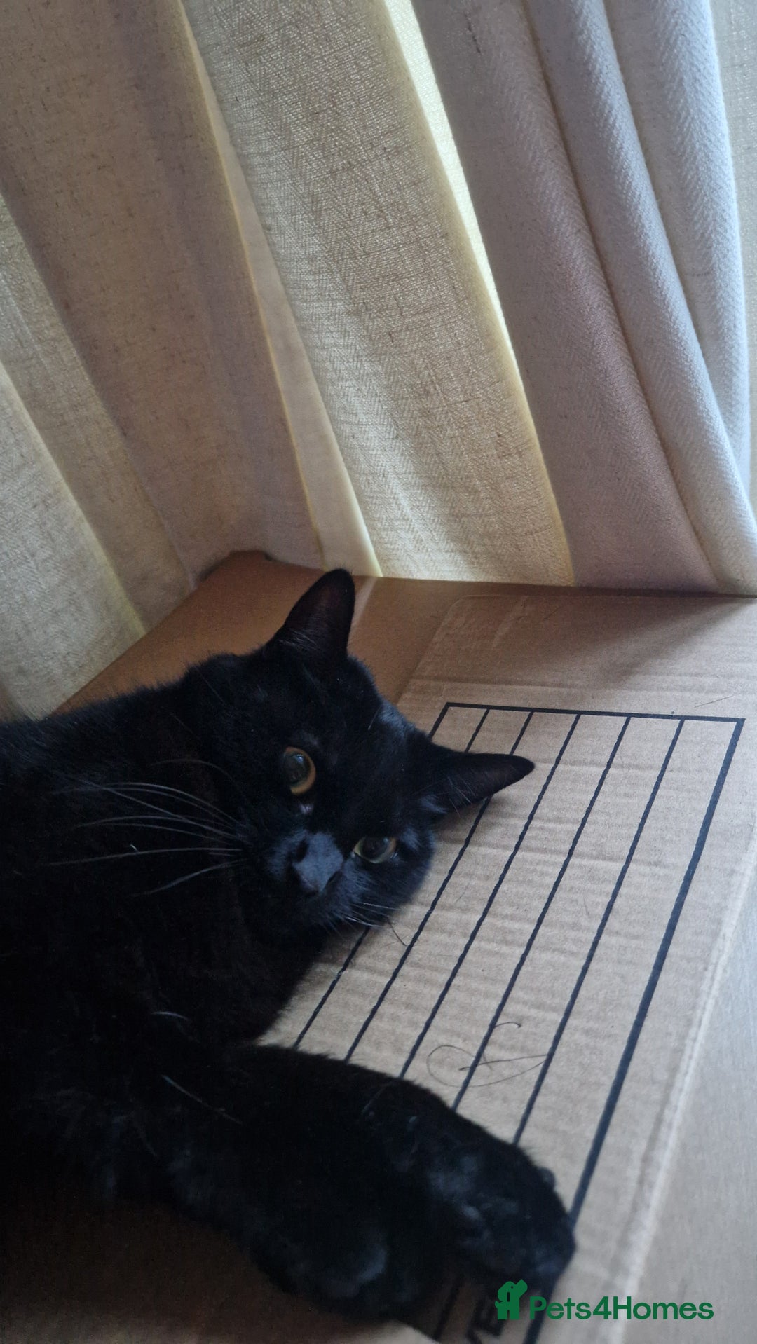 Mixed Breed cats for sale: Beautiful and loving female cat for loving home - Image 1