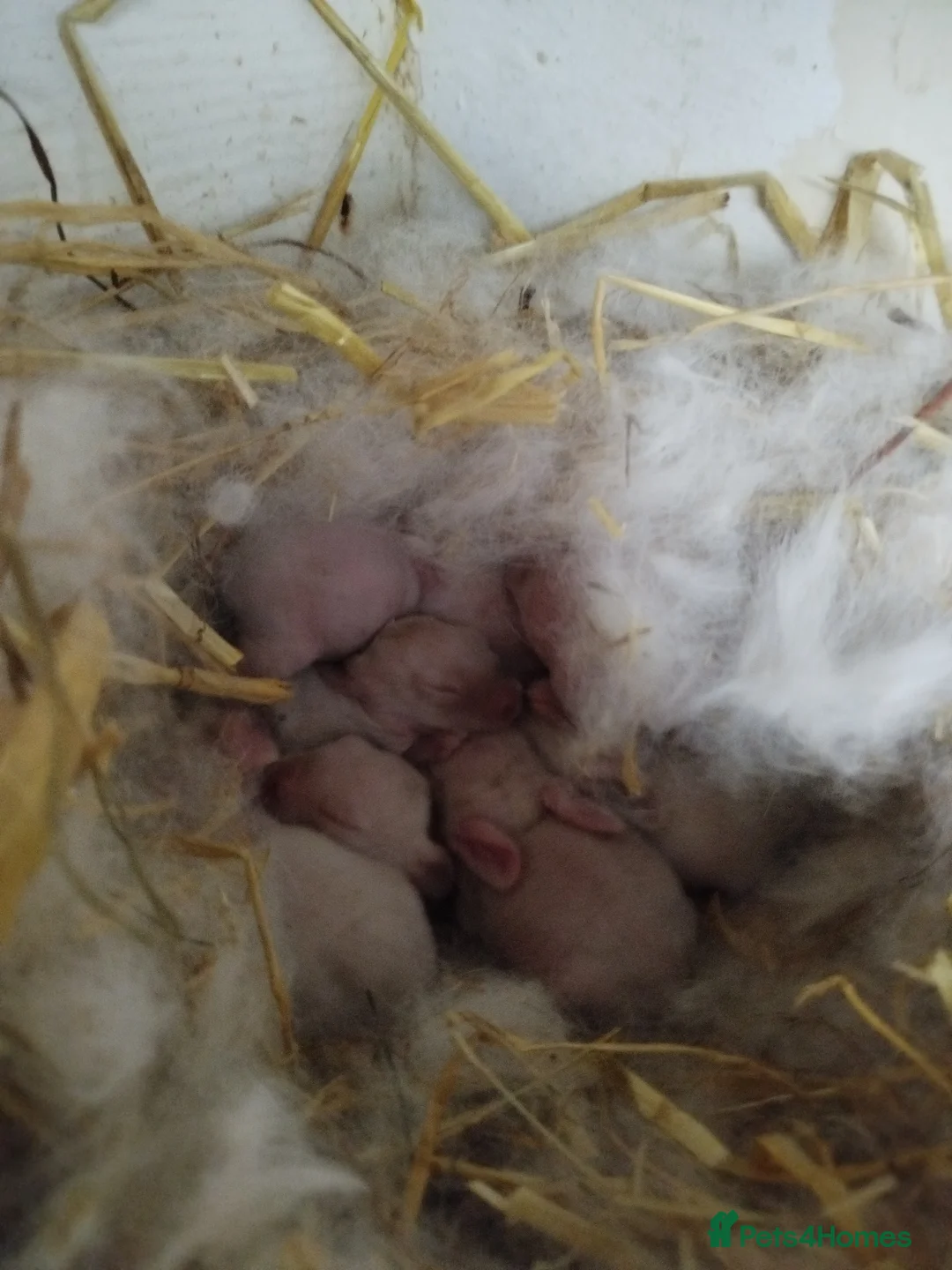 Californian rabbits for sale: White Californian Rabbits – Ready Soon 🐇 - Advert 1