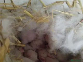 Californian rabbits White Californian Rabbits – Ready Soon 🐇 - Advert 5