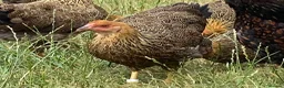 Chickens poultry for sale: Wyandotte POL - Advert 10