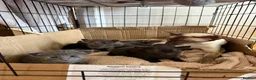 Mixed Breed cats for sale: Half Siamese beautiful kittens  - Advert 4