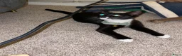 British Shorthair cats for sale:  Tuxedo Female Kitten Looking for Her Forever Home - Advert 3
