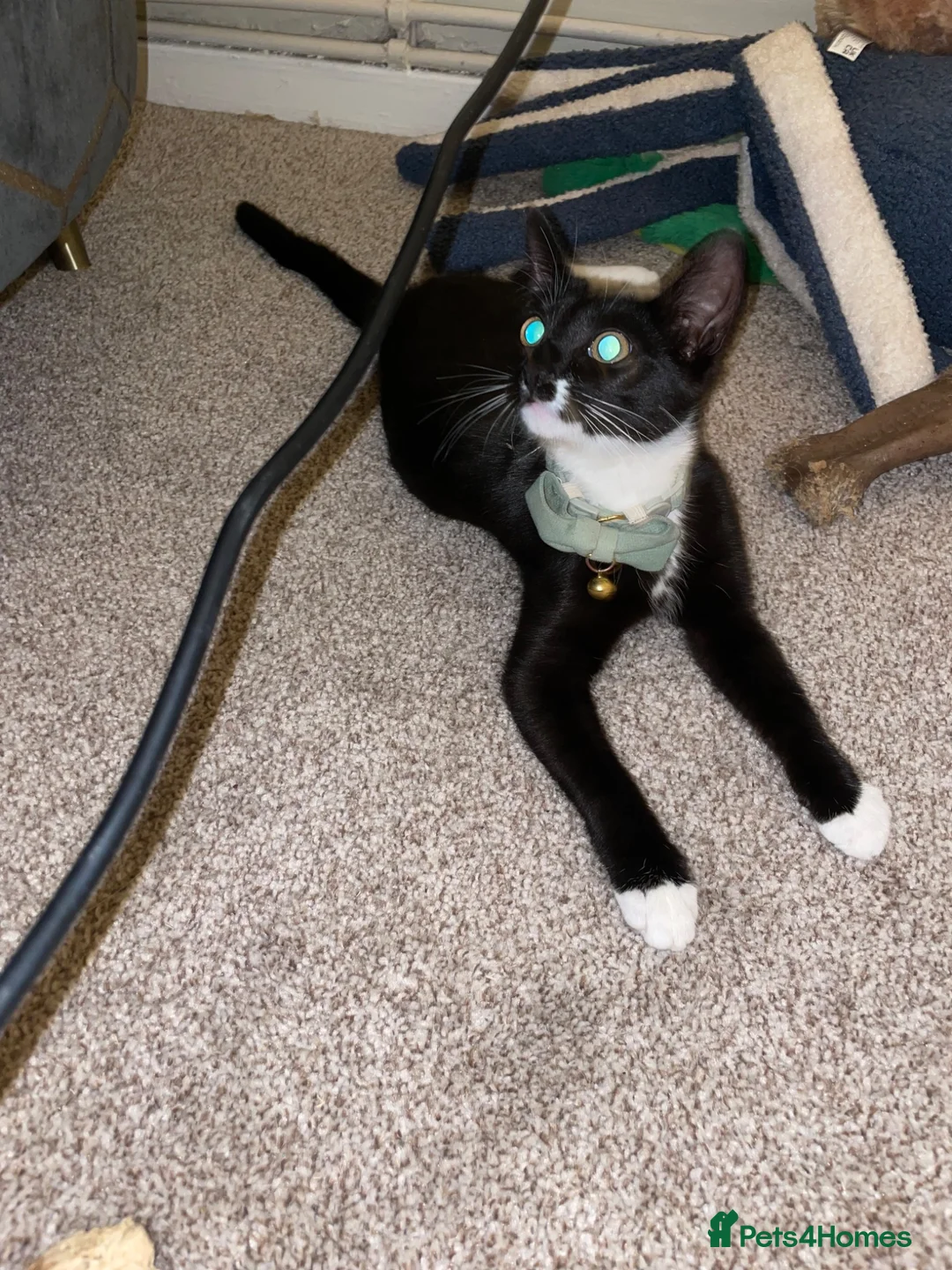 British Shorthair cats for sale:  Tuxedo Female Kitten Looking for Her Forever Home - Advert 3