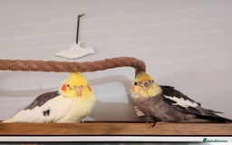 Cockatiels birds for sale: 💛 Pair of Cockatiels. Butters & Bagel 💛 - Image 2