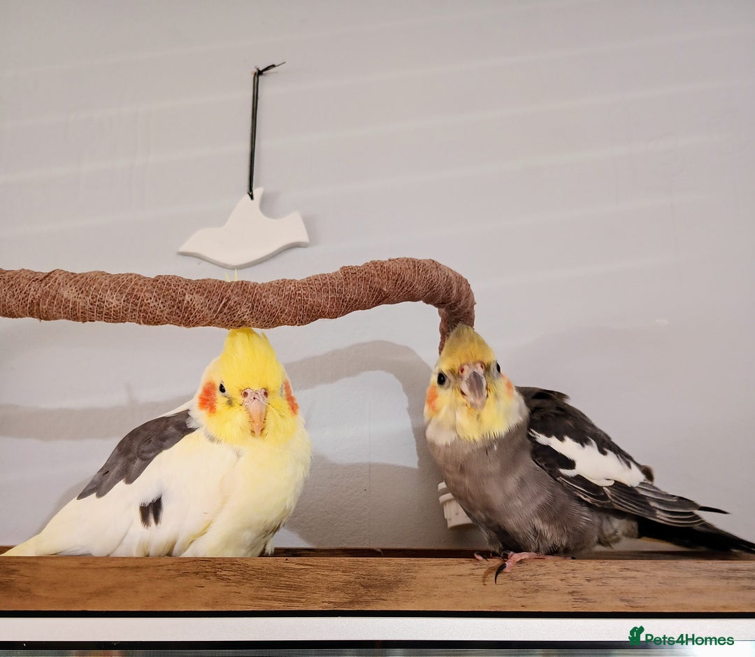 Cockatiels birds for sale: 💛 Pair of Cockatiels. Butters & Bagel 💛 - Image 2