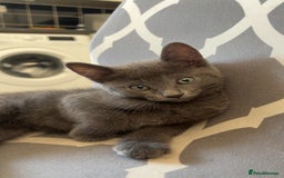 Domestic Shorthair cats for sale: 3x grey kittens ready to leave (2x male, female) - Image 1