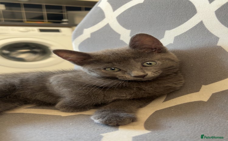 Domestic Shorthair cats - Advert 4