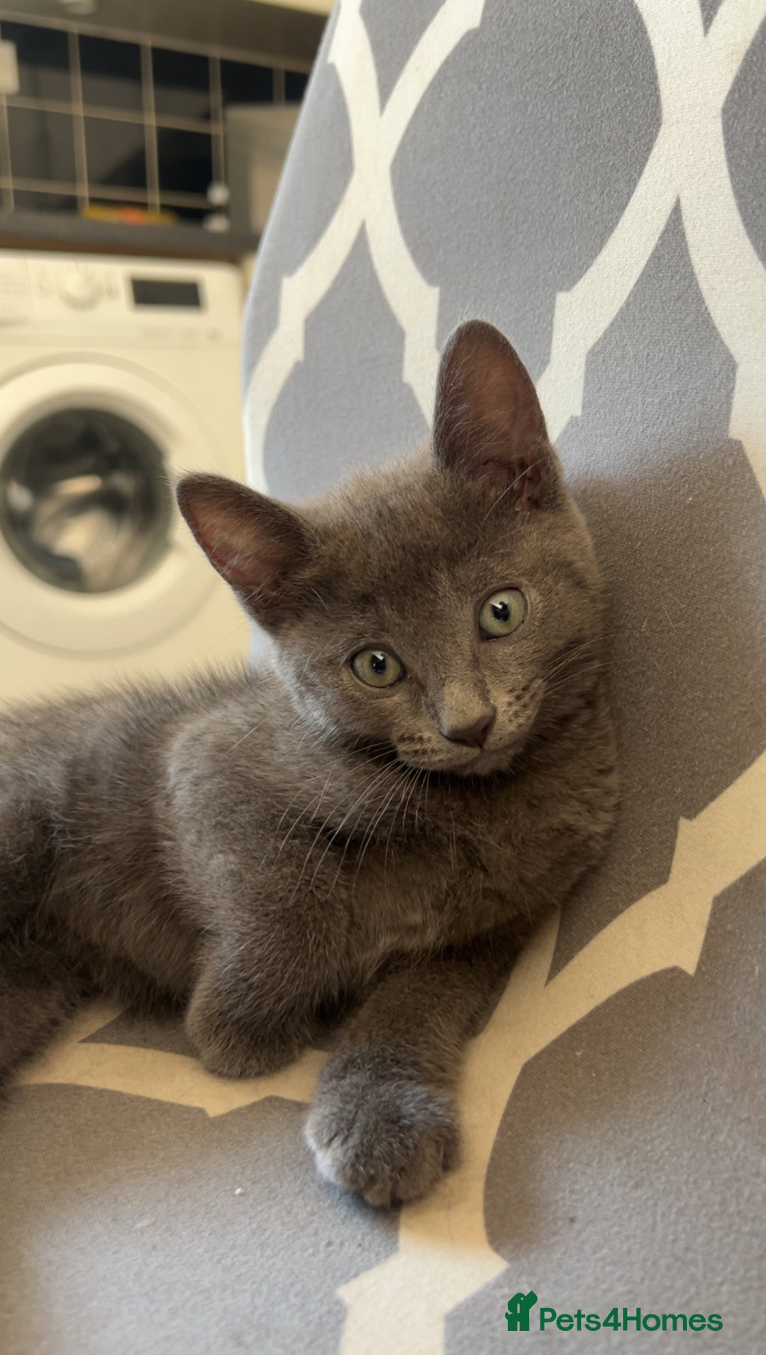 Domestic Shorthair cats for sale: 3x grey kittens ready to leave (2x male, female) - Image 1