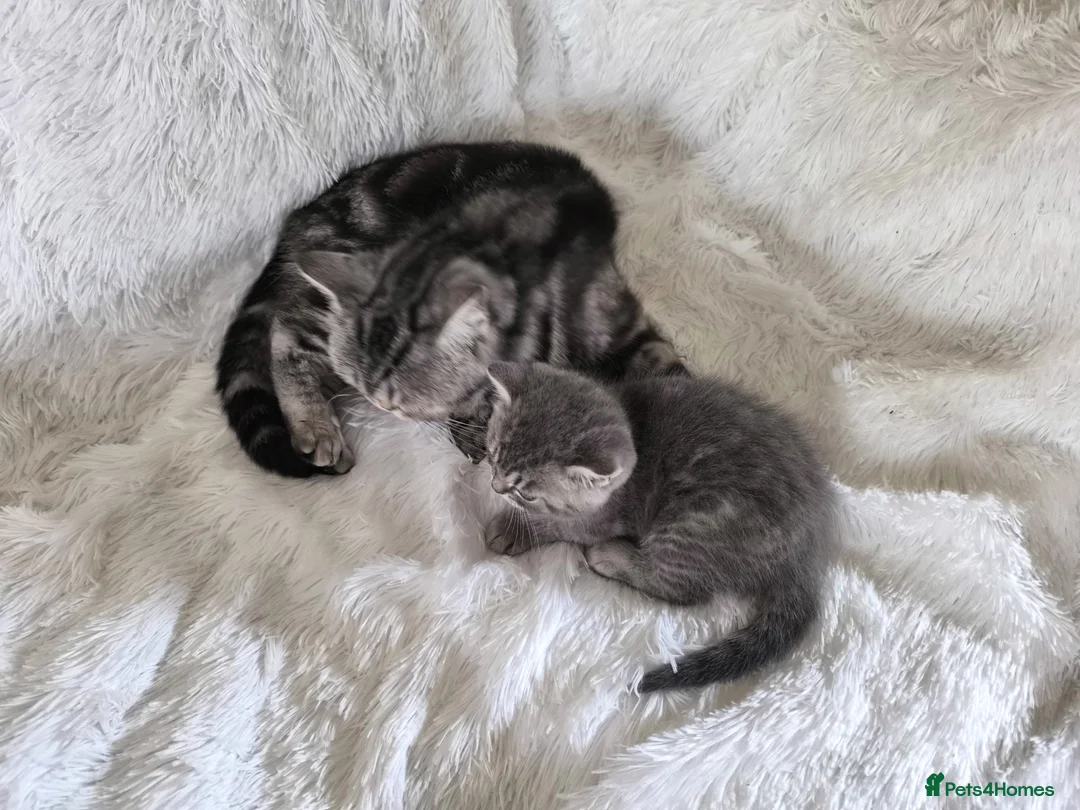 British Shorthair cats for sale: Male kitten available  - Advert 2