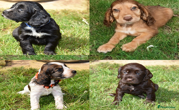 Cocker Spaniel dogs - Advert 3