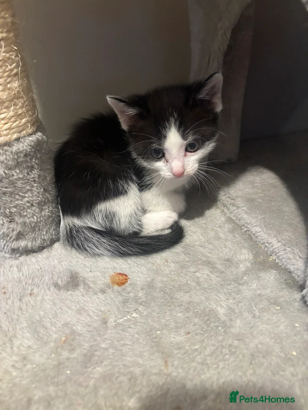 Mixed Breed cats for sale: Kittens for sale in Romsey - Advert 2