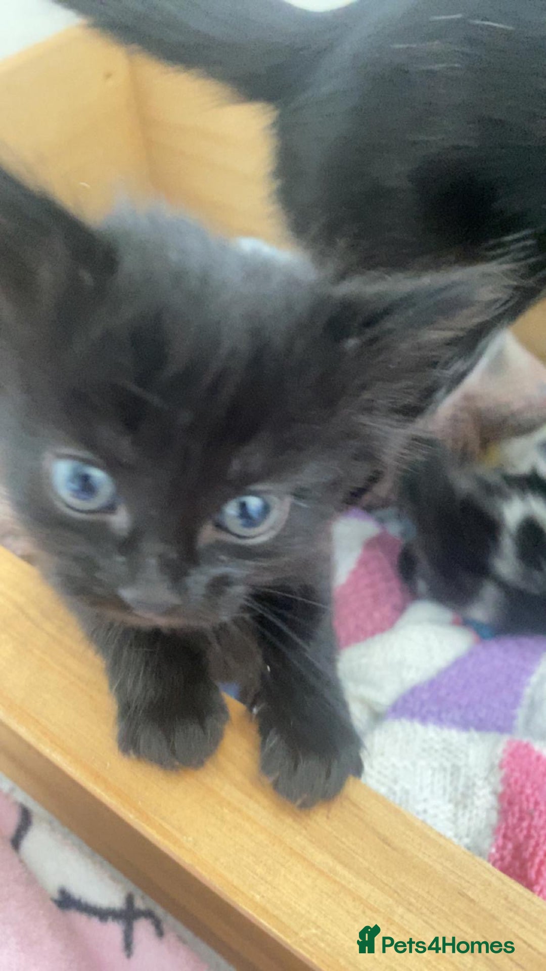 Mixed Breed cats for sale: Female beautiful fluffy kitten - Image 2