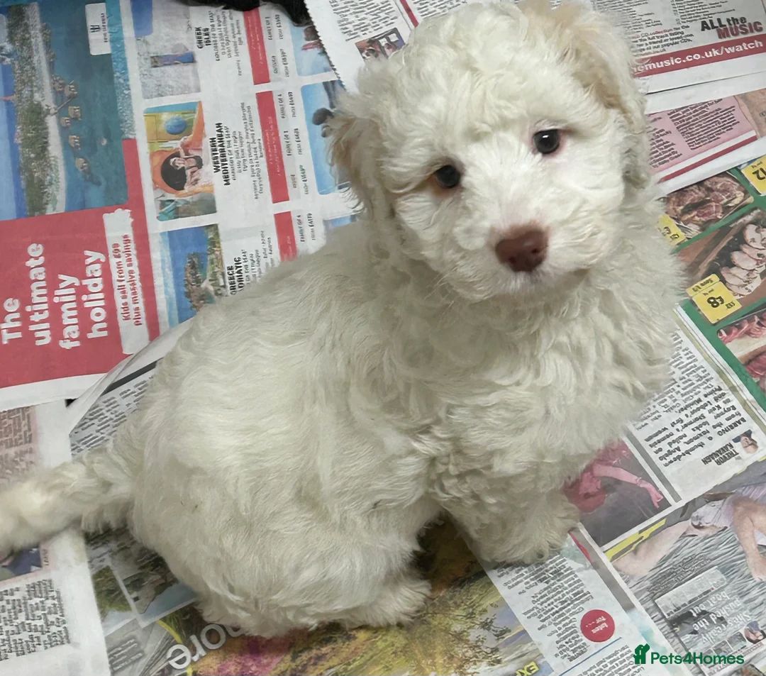Cockapoo dogs for sale: Stunning f1 Cockerpoo puppies  - Advert 3