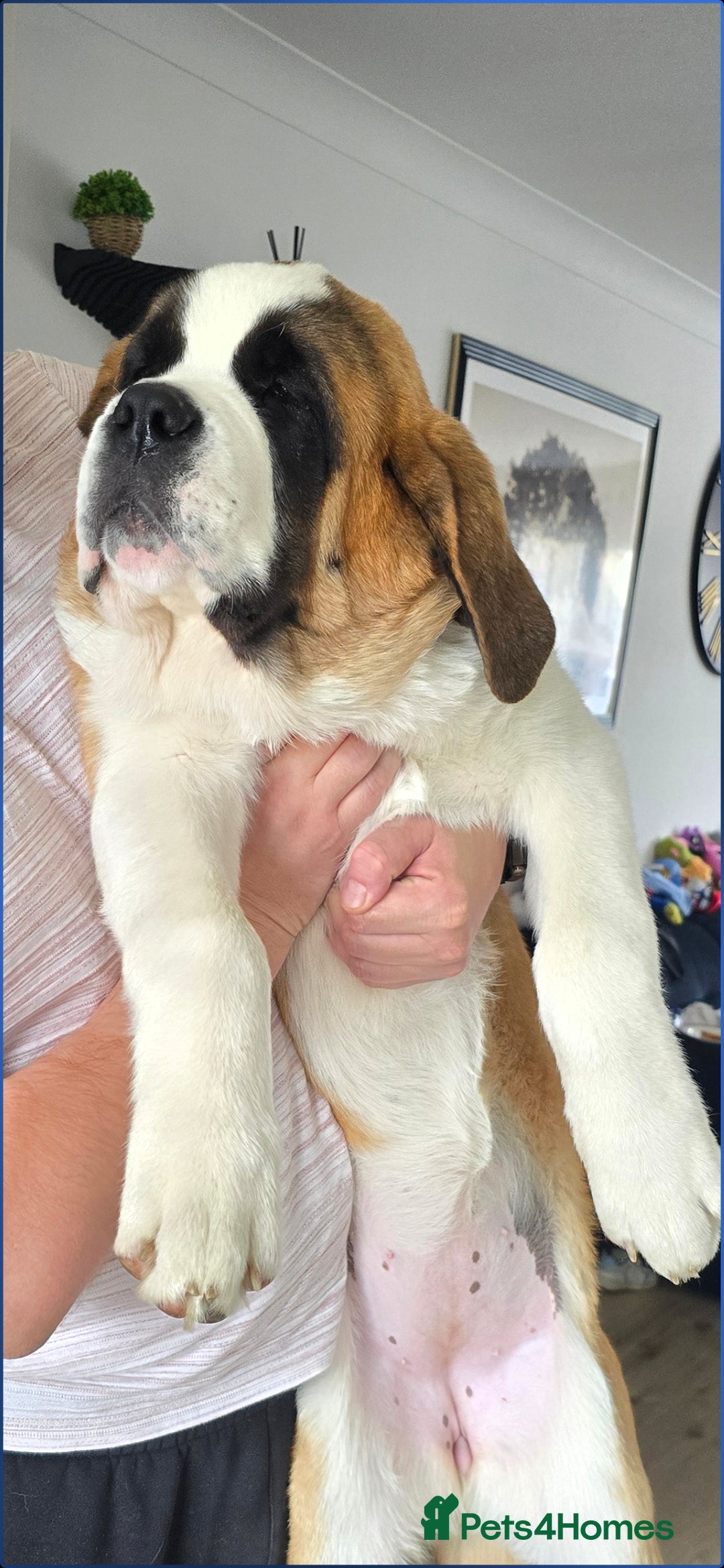 Saint Bernard dogs KC registered Female Saint Bernard puppy - Advert 1