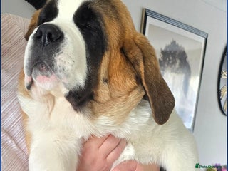 Saint Bernard dogs - Advert 1