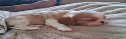 Cavalier King Charles Spaniel dogs for sale:  Male Blenhiem cavalier king Charles spaniel puppy in Sandown - Advert 3