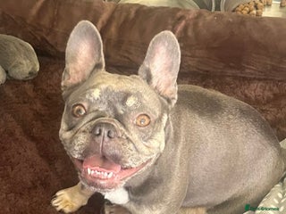 French Bulldog dogs - Advert 2