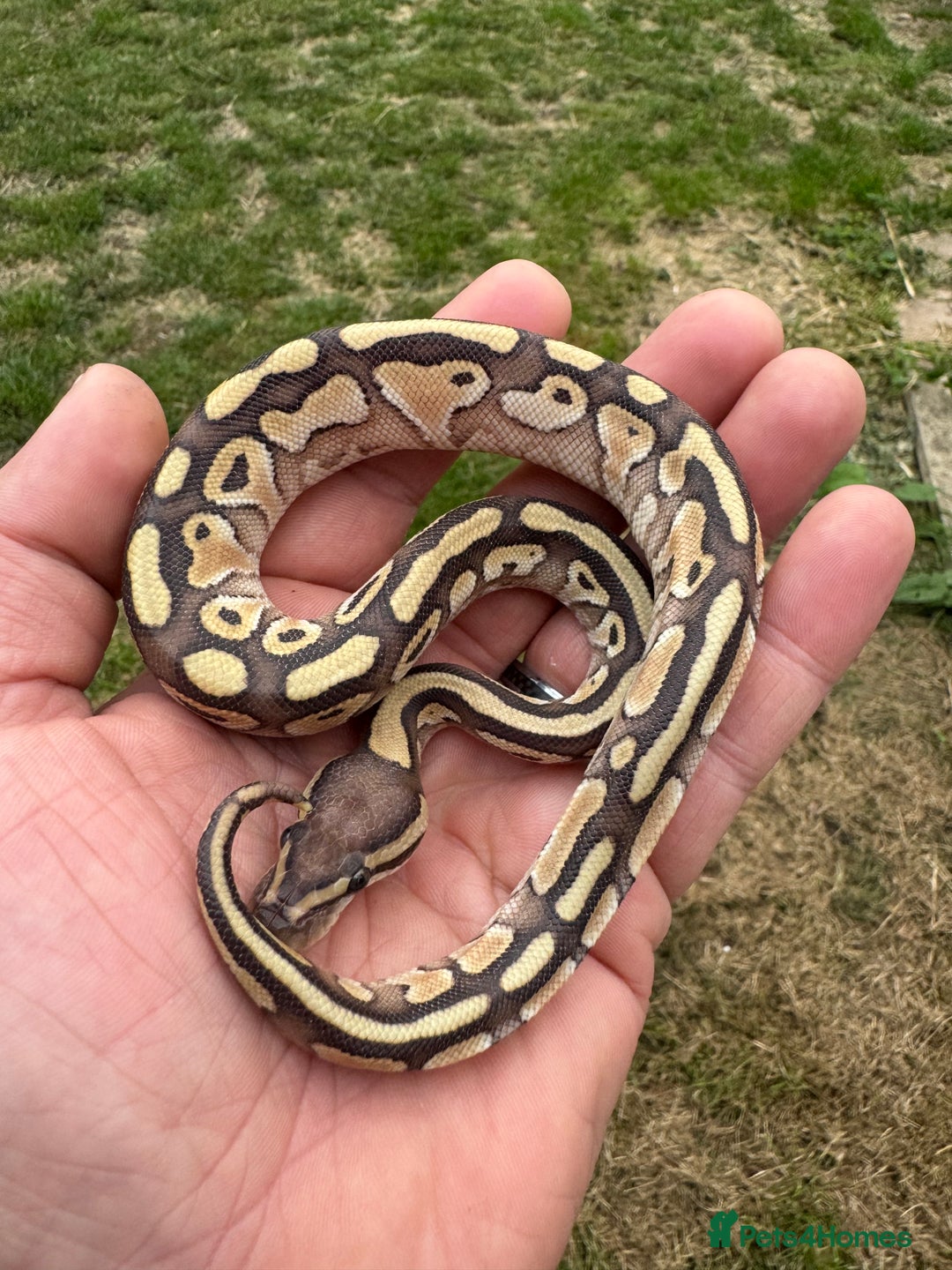Python Snake reptiles for sale: Royal python hatchlings for sale  - Image 10