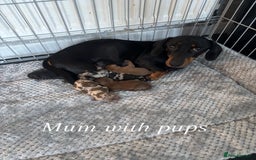 Miniature Dachshund dogs for sale: KC Miniature Dachshunds  - Image 6