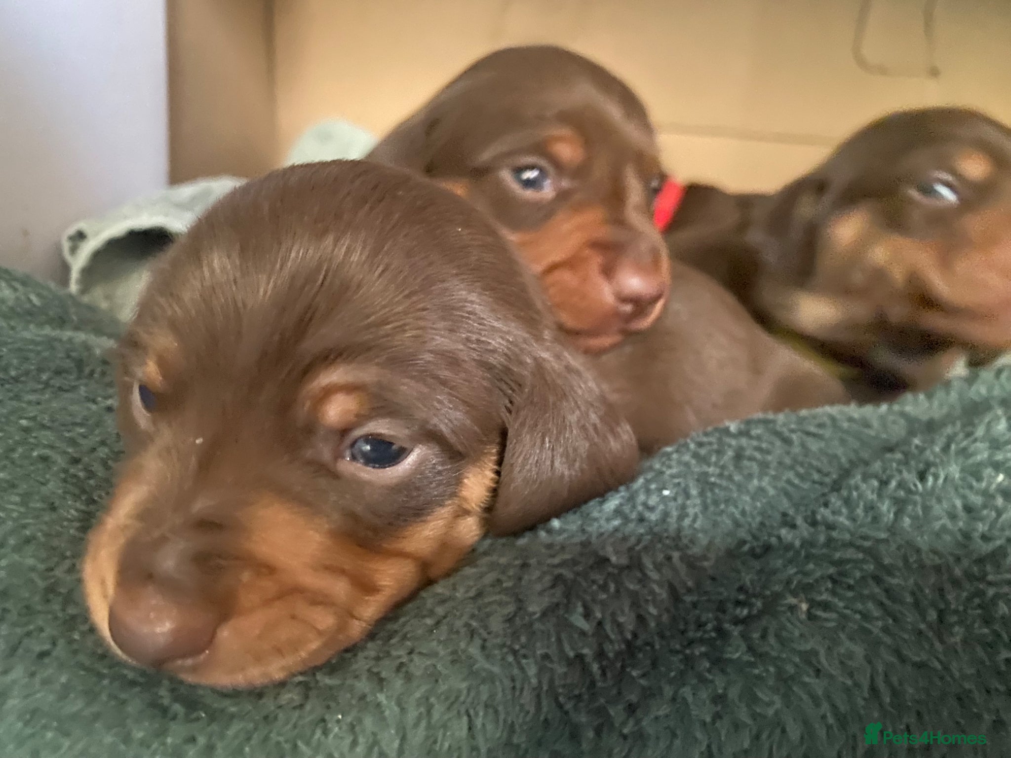 Miniature Dachshund dogs Beautiful Chocolate & Tan Miniature Dachsunds - Advert 9