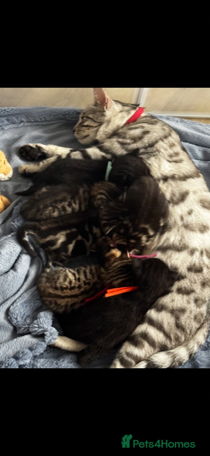 Bengal cats bengal cross kittens - Advert 5