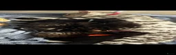 Bengal cats for sale: bengal cross kittens - Advert 9