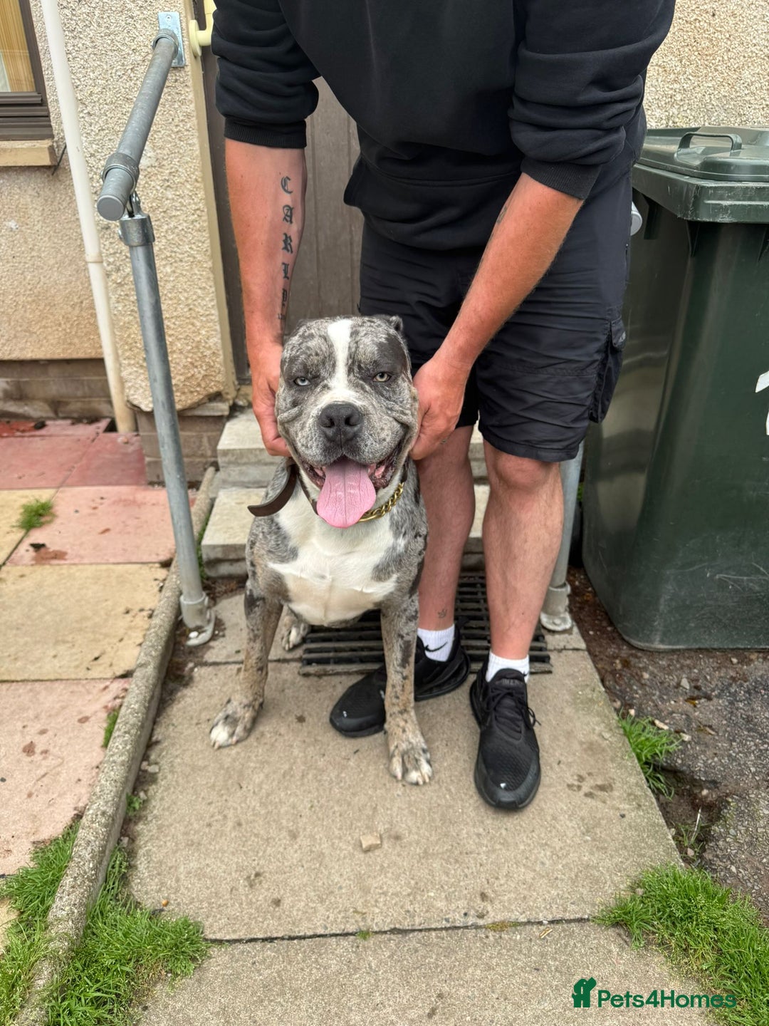 Cane Corso dogs for sale: Cane Corso Puppies - Image 12