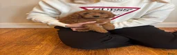 Cockapoo dogs for sale: Cockapoo puppies  - Advert 6