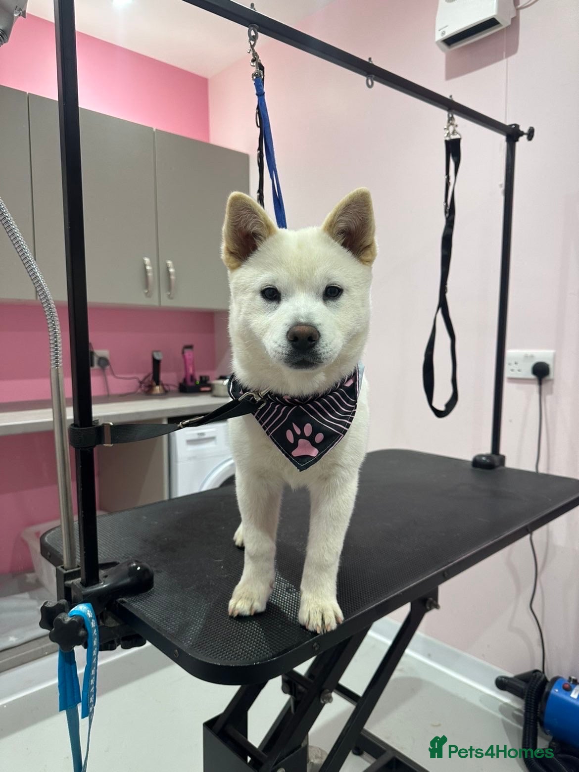 Mixed Breed dogs Dolly  - Advert 4
