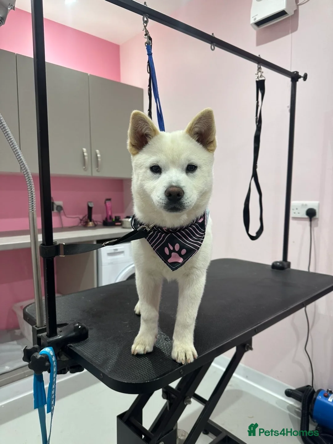 Mixed Breed dogs for sale: Dolly  in Croydon - Advert 1