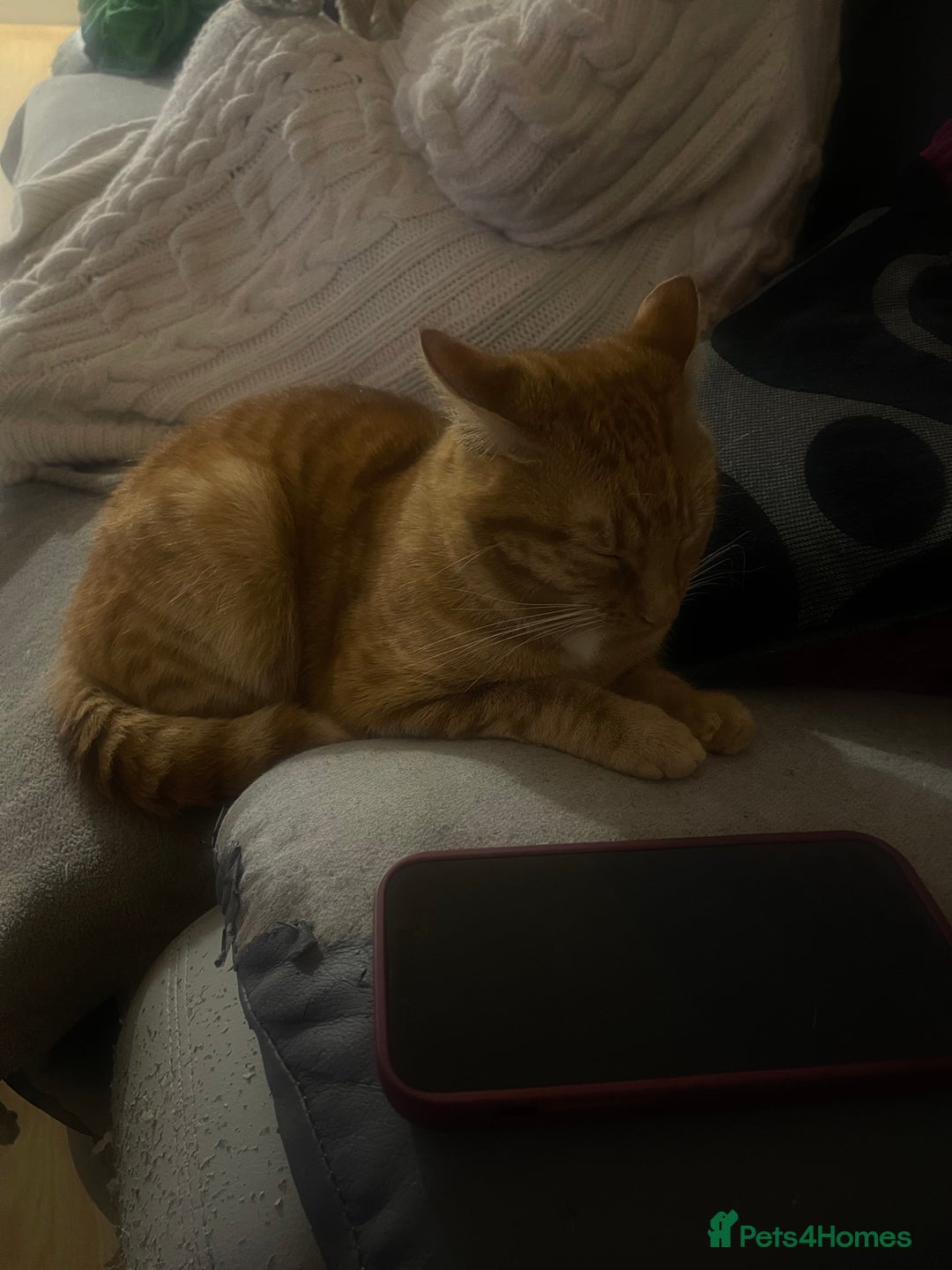 Abyssinian cats for sale: Beatiful cat - Image 5