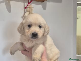 Golden Retriever dogs KC Registered Golden Retrievers - Advert 11