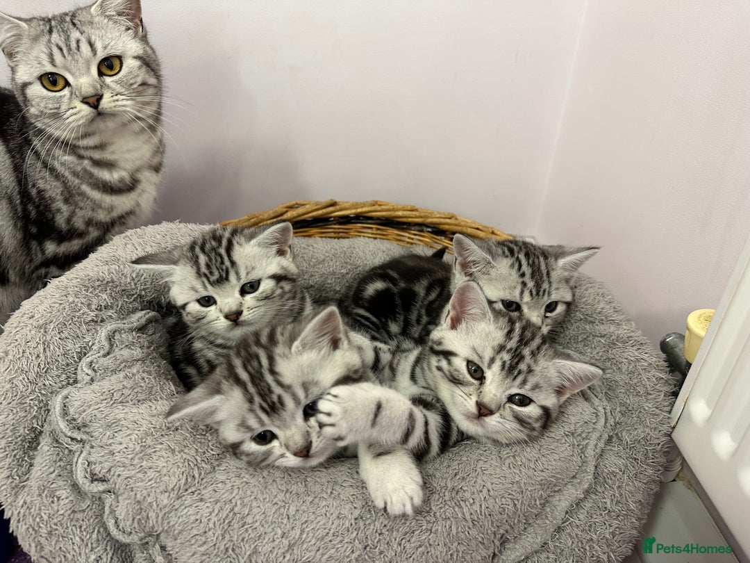 British Shorthair cats for sale: BSH stunning Silver Tabby kittens - Advert 21