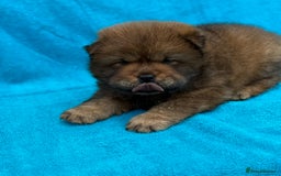 Chow Chow dogs for sale: KC Reg Chow Chow Puppies  - Image 16