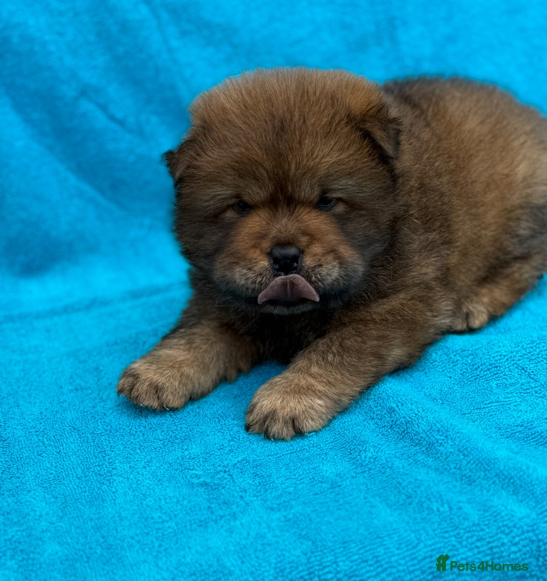 Chow Chow dogs for sale: KC Reg Chow Chow Puppies  - Image 16